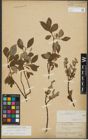 Foto von Salix rhaetica Andersson